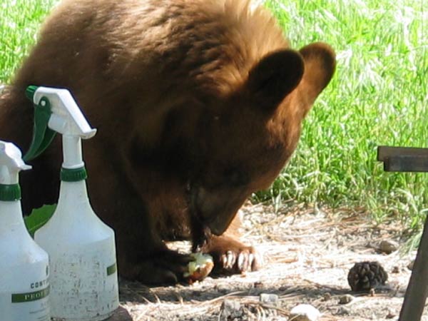 Cub raiding our compost bin for apples. 