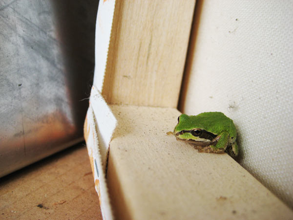 Mini green frog.